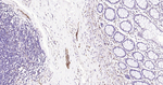 Tau Antibody in Immunohistochemistry (Paraffin) (IHC (P))