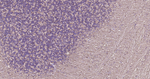 Tau Antibody in Immunohistochemistry (Paraffin) (IHC (P))