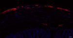 Tau Antibody in Immunohistochemistry (Paraffin) (IHC (P))