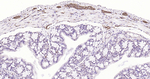 Tau Antibody in Immunohistochemistry (Paraffin) (IHC (P))