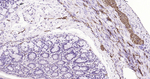Tau Antibody in Immunohistochemistry (Paraffin) (IHC (P))
