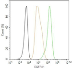 EGFR Antibody in Flow Cytometry (Flow)