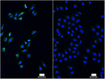 EGFR Antibody in Immunocytochemistry (ICC/IF)