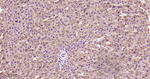 EGFR Antibody in Immunohistochemistry (Paraffin) (IHC (P))