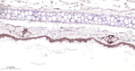 EGFR Antibody in Immunohistochemistry (Paraffin) (IHC (P))