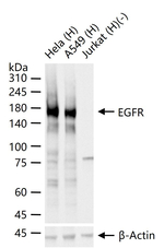 EGFR Antibody in Western Blot (WB)
