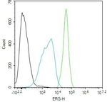 ERG Antibody in Flow Cytometry (Flow)
