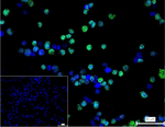 ERG Recombinant Rabbit Monoclonal Antibody (2F3)
