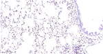 ERG Antibody in Immunohistochemistry (Paraffin) (IHC (P))