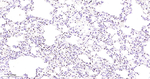ERG Antibody in Immunohistochemistry (Paraffin) (IHC (P))