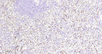 ERG Antibody in Immunohistochemistry (Paraffin) (IHC (P))