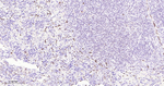 ERG Antibody in Immunohistochemistry (Paraffin) (IHC (P))
