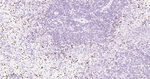 ERG Antibody in Immunohistochemistry (Paraffin) (IHC (P))