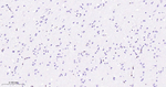 ERG Antibody in Immunohistochemistry (Paraffin) (IHC (P))