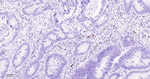 ERG Antibody in Immunohistochemistry (Paraffin) (IHC (P))
