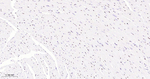 ERG Antibody in Immunohistochemistry (Paraffin) (IHC (P))