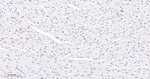 ERG Antibody in Immunohistochemistry (Paraffin) (IHC (P))
