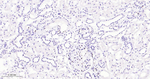 ERG Antibody in Immunohistochemistry (Paraffin) (IHC (P))