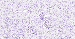 ERG Antibody in Immunohistochemistry (Paraffin) (IHC (P))