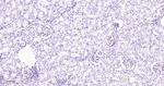 ERG Antibody in Immunohistochemistry (Paraffin) (IHC (P))