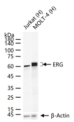 ERG Antibody in Western Blot (WB)