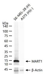 Melan-A Antibody in Western Blot (WB)