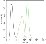 CDX2 Antibody in Flow Cytometry (Flow)