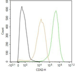 CDX2 Antibody in Flow Cytometry (Flow)