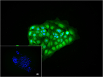 CDX2 Recombinant Rabbit Monoclonal Antibody (3G7)