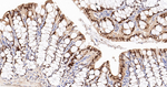 CDX2 Antibody in Immunohistochemistry (Paraffin) (IHC (P))