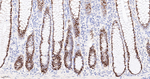 CDX2 Antibody in Immunohistochemistry (Paraffin) (IHC (P))