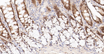 CDX2 Antibody in Immunohistochemistry (Paraffin) (IHC (P))