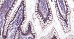 CDX2 Antibody in Immunohistochemistry (Paraffin) (IHC (P))