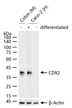 CDX2 Antibody in Western Blot (WB)