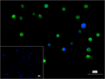 HSP90 alpha Recombinant Rabbit Monoclonal Antibody (2A1)