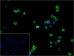 HSP90 alpha Antibody in Immunocytochemistry (ICC/IF)