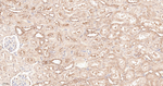 HSP90 alpha Antibody in Immunohistochemistry (Paraffin) (IHC (P))