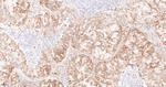 HSP90 alpha Antibody in Immunohistochemistry (Paraffin) (IHC (P))