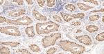 HSP90 alpha Antibody in Immunohistochemistry (Paraffin) (IHC (P))
