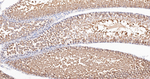 HSP90 alpha Antibody in Immunohistochemistry (Paraffin) (IHC (P))
