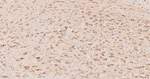 HSP90 alpha Antibody in Immunohistochemistry (Paraffin) (IHC (P))
