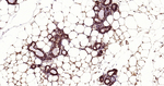 HSP90 alpha Antibody in Immunohistochemistry (Paraffin) (IHC (P))