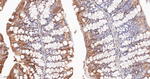 HSP90 alpha Antibody in Immunohistochemistry (Paraffin) (IHC (P))