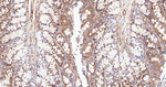 HSP90 alpha Antibody in Immunohistochemistry (Paraffin) (IHC (P))