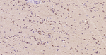 HSP90 alpha Antibody in Immunohistochemistry (Paraffin) (IHC (P))