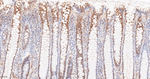 HSP90 alpha Antibody in Immunohistochemistry (Paraffin) (IHC (P))