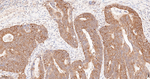 HSP90 alpha Antibody in Immunohistochemistry (Paraffin) (IHC (P))
