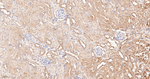HSP90 alpha Antibody in Immunohistochemistry (Paraffin) (IHC (P))