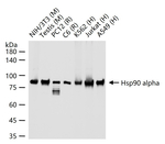 HSP90 alpha Antibody in Western Blot (WB)