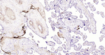 CD61 Antibody in Immunohistochemistry (Paraffin) (IHC (P))